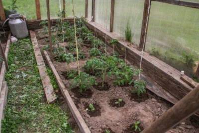 Какие сидераты сеять в теплице осенью под новый посев томатов
