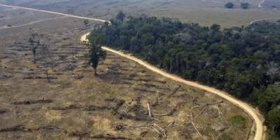 Greenpeace: более 100 стран прекратят вырубку лесов к 2030 году