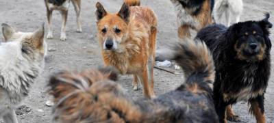 Депутаты Карелии предложили наказывать владельцев животных за самовыгул