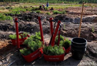 Более четырех миллионов деревьев высадили в лесах Ленобласти в рамках Всероссийской акции