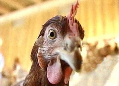 Полное горение кур на полигоне Боровской птицефабрики завершится 15 ноября