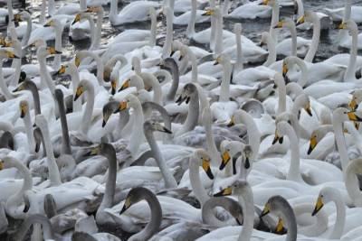 Около 600 лебедей прилетели зимовать на незамерзающее озеро в Алтайском крае
