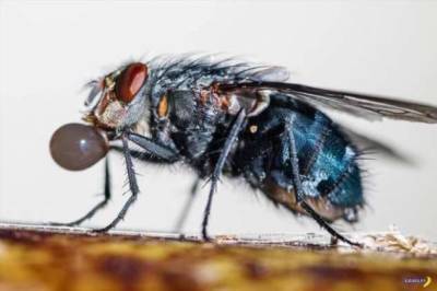Почему не стоит делиться с мухами едой