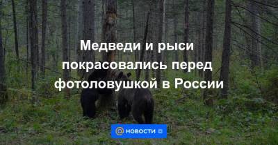 Медведи и рыси покрасовались перед фотоловушкой в России