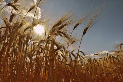 Цены на пшеницу из Украины ускорили темп роста и достигли $320 за тонну