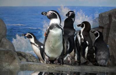 Пингвины Гумбольта прибыли в нижегородский зоопарк