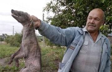 Что за животное на самом деле поймали под Лепелем и назвали «чупакаброй» - charter97.org - Белоруссия - Лепель - район Докшицкий