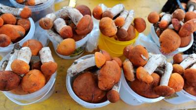 Нардепы хотят запретить продажу на рынках грибов непромышленного производства