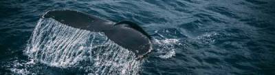 Инвестиции китов в биткоин достигли максимума 2021 года