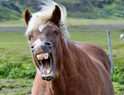 Полицейский украл табун лошадей и продал их за 6,9 млн рублей