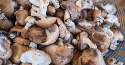 В Украине могут запретить продажу на рынках собранных в лесу грибов