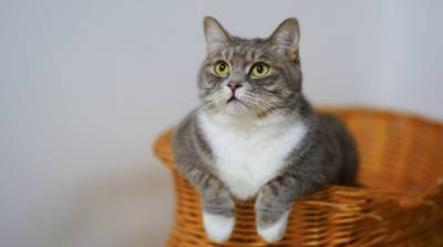 Японские учёные выяснили, из-за чего кошки неравнодушны к кошачьей мяте