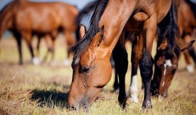 В Калмыкии бывший полицейский украл 152 лошади
