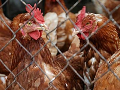 В Тюменской области еще две недели будут сжигать куриц, отравляя жителей дымом