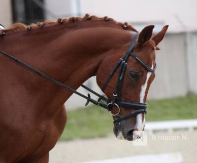 Хозяйку дзержинской конюшни осудили за жестокое обращение с лошадьми