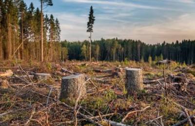 «Деревенский» способ, как защитить деревья от «черных» лесорубов
