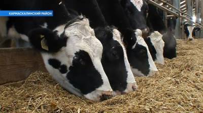 В Башкирию в рамках инвестпроекта завезли более 200 коров голштинской породы