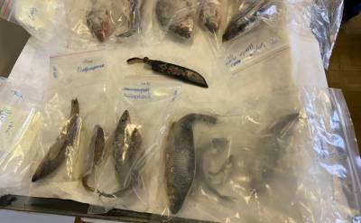 В рыбе из Финского залива обнаружили свинец