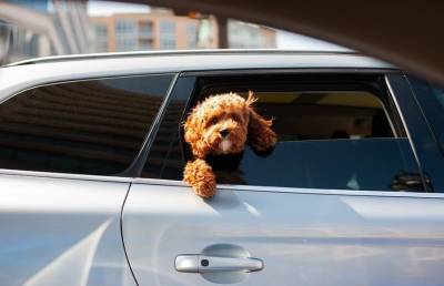 Собака не дает хозяину чинить машину. Только посмотрите, как она залазит ему на голову – 100% будете хохотать! (ВИДЕО)
