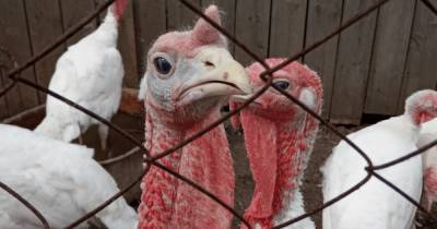 Дания сообщила о вспышке особо опасного птичьего гриппа: нашли на ферме