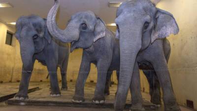 Экологи обвинили нелегальные поселения в вымирании слонов в Эфиопии