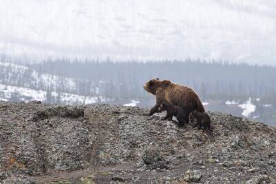 Бурый медведь напал на женщину в Приморском крае