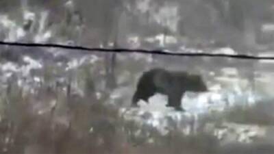Ранившего двух человек в Приморье медведя застрелили