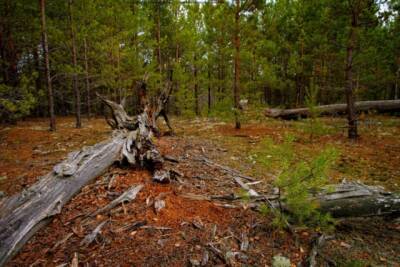 В Чернобыле заметили гнезда давно исчезнувших птиц: природа берет свое (ФОТО)