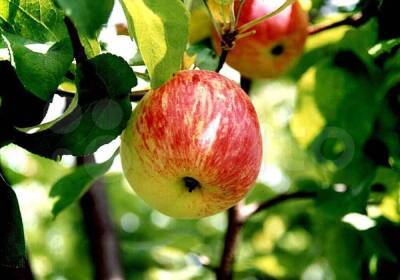 Как пересадить яблоню летом на другое место
