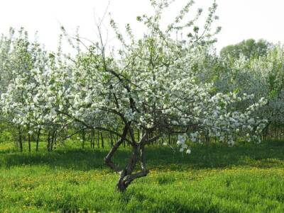 Как правильно садить яблоню весной в Сибири