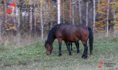 В Челябинске продают коня стоимостью два годовых бюджета региона