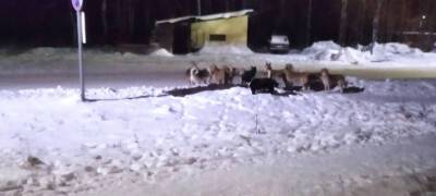 Жители города на севере Карелии жалуются на свору собак (ВИДЕО)
