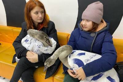 Замерзавшие в Тверской области лебедята не выживут в дикой природе