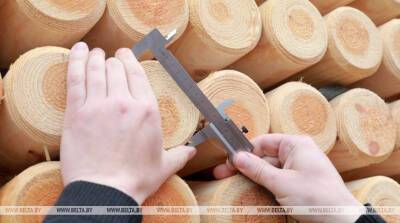 БУТБ: новый механизм годовых торгов древесиной позволил снизить стоимость сырья для переработчиков