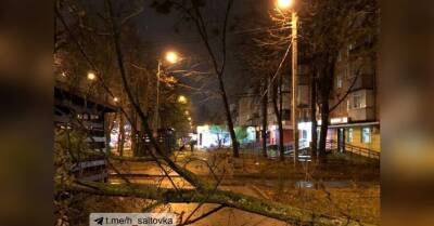 По Харькову «прошелся» штормовой ветер, оставив после себя поваленные деревья и разбитые машины