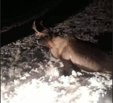 На Ямале водитель трэкола насмерть сбил оленей, врезавшись в стадо