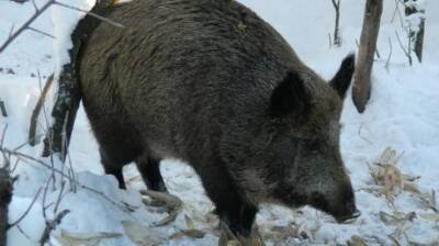 Из-за чумы свиней в Пензенской области запретят охоту на кабанов - penzainform.ru - Россия - Пензенская обл.
