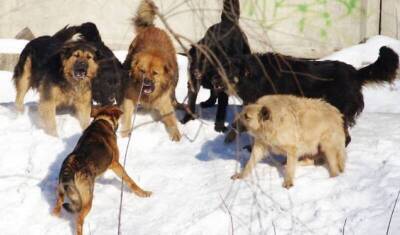 Жительница Якутска чудом спаслась от стаи бродячих собак