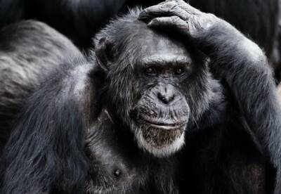 Японские ученые вылечили обезьяну от ВИЧ