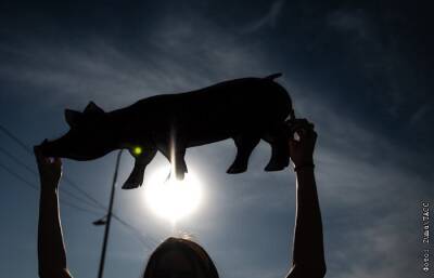 Минсельхоз допустил досрочную остановку льготного импорта свинины в 2022 году