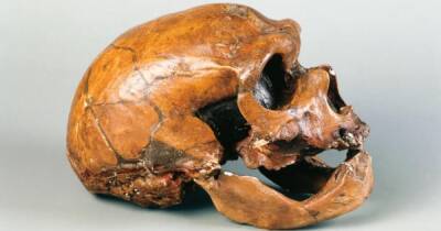 В костях неандертальца обнаружен "родственник" коронавируса, возрастом 50 тыс. лет