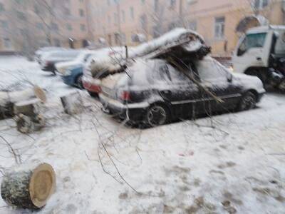 В Смоленске из-за метели падают деревья и «шлифуют» фуры – соцсети