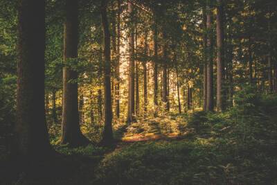 В Ленобласти поддерживают высокие темпы воспроизводства лесов