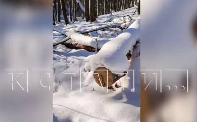 Нижегородец незаконно прорубил лыжную трассу в памятнике природы «Малиновая гряда»