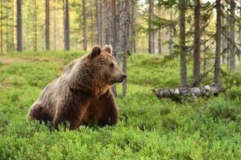Вологжанам рассказали, сколько медведей обитает в районах области