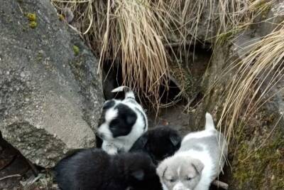 В поселке под Тверью шесть маленьких щенков живут в трубах