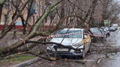 Почти 60 деревьев повалило в Москве из-за сильного ветра