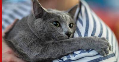 Ласковые и нежные: топ-6 пород кошек, которые любят сидеть на руках
