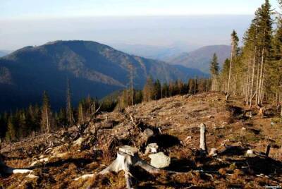 На Украине вырубили и продали за границу почти весь лес
