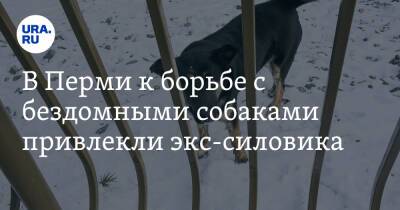 В Перми к борьбе с бездомными собаками привлекли экс-силовика